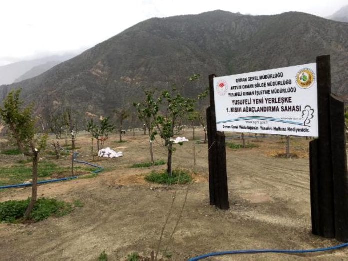 Su Altında Kalacak Yusufeli'nde Ağaçlar Yeni Yerleşim Yerine Taşınıyor